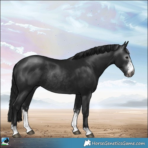 Horse Color:Gray Brown Sabino Rabicano