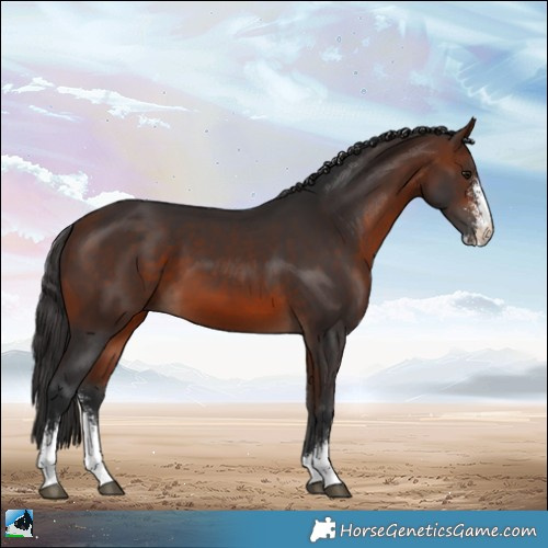 Horse Color:Bay Mushroom Sabino 