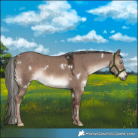 Horse Color:White Spotted Liver Red Dun Mushroom Rabicano
