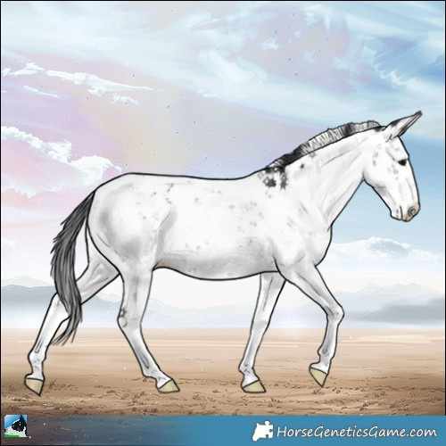 Horse Color:Grullo Sabino Rabicano