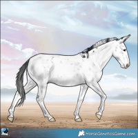 Horse Color:Grullo Sabino Rabicano 