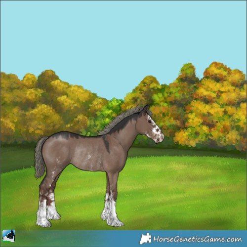 Horse Color:Liver Red Dun Mushroom Sabino Rabicano 