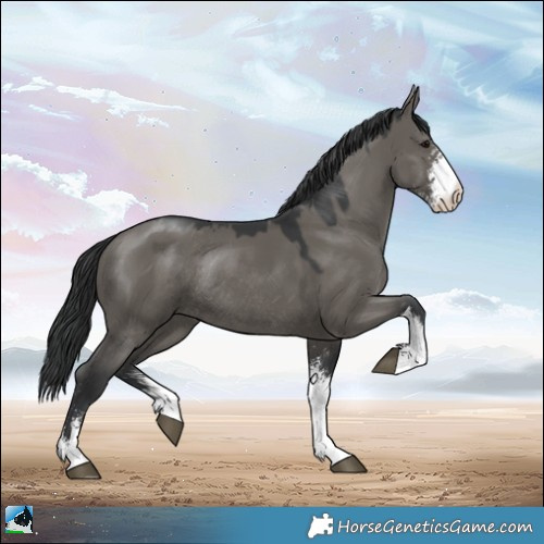 Horse Color:Grullo Mushroom Sabino Rabicano 