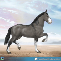 Horse Color:Grullo Mushroom Sabino Rabicano