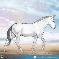 Horse Color:Liver Red Dun Mushroom Sabino Rabicano 