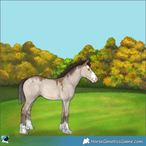 Horse Color:Sable Champagne Dun Sabino Rabicano 
