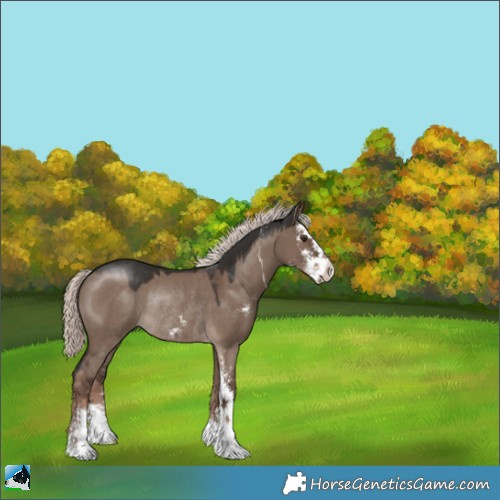Horse Color:Liver Red Dun Mushroom Sabino Rabicano 