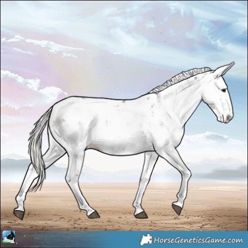 Horse Color:Liver Red Dun Mushroom Sabino Rabicano 