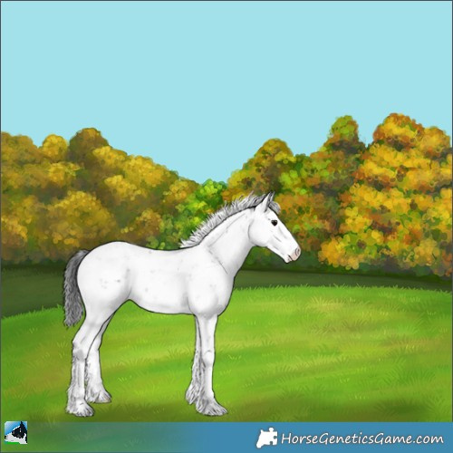 Horse Color:Grullo Ice Sabino Rabicano 