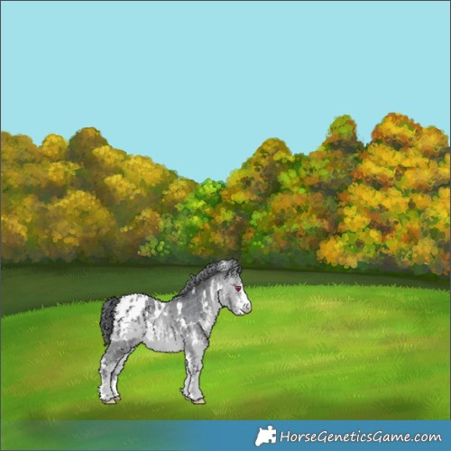 Horse Color:White Spotted Bay Chinchilla Appaloosa 