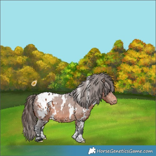 Horse Color:White Spotted Bay Appaloosa 