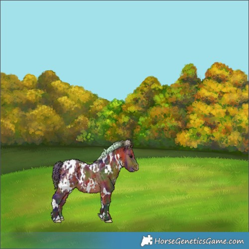 Horse Color:Nacre White Spotted Bay Appaloosa 