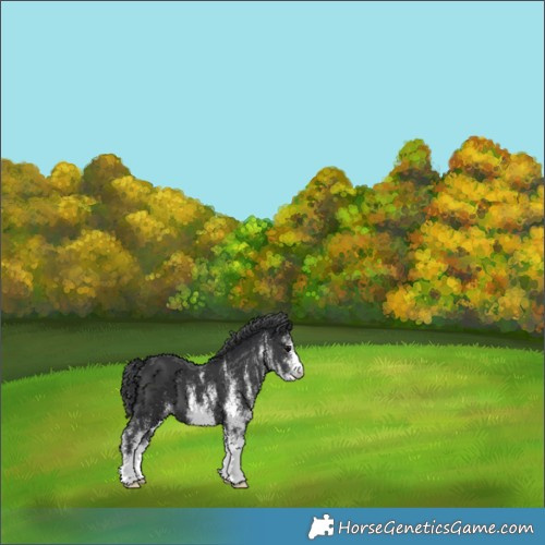 Horse Color:White Spotted Black 