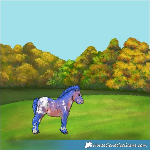 Horse Color:Watercolor White Spotted Brown Appaloosa 