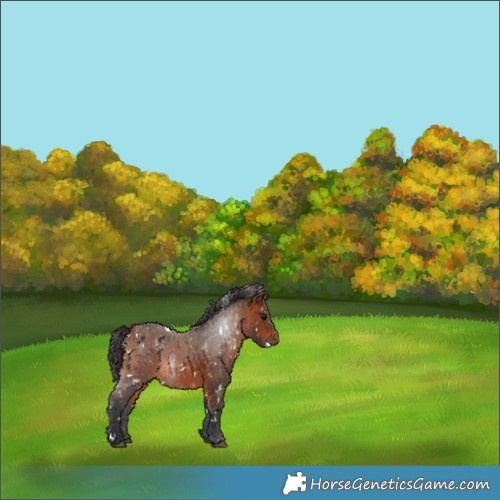 Horse Color:White Spotted Bay 