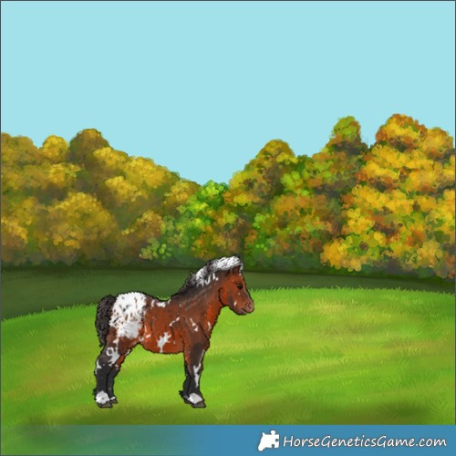 Horse Color:White Spotted Brown Appaloosa