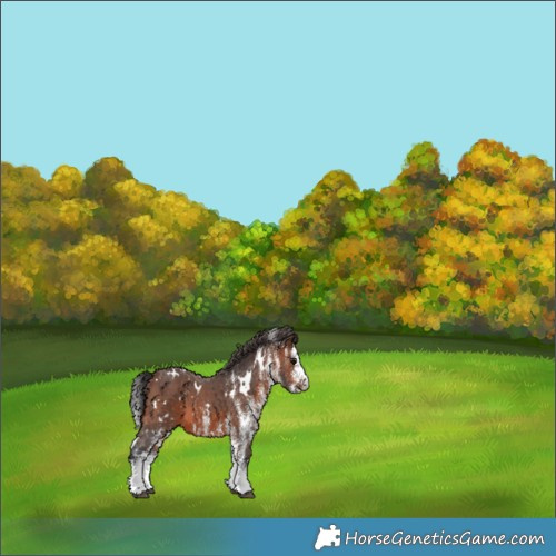 Horse Color:White Spotted Brown 