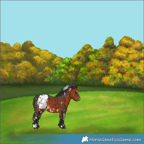Horse Color:White Spotted Bay Blanket 