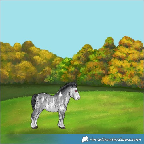 Horse Color:White Spotted Bay Chinchilla 