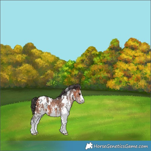 Horse Color:White Spotted Bay Appaloosa 