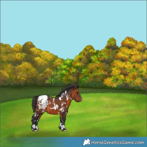 Horse Color:White Spotted Brown Appaloosa 