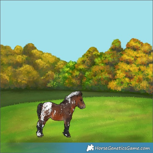 Horse Color:White Spotted Brown Blanket 