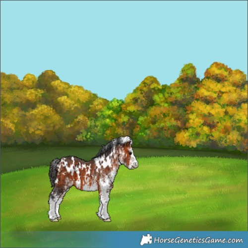 Horse Color:White Spotted Bay 