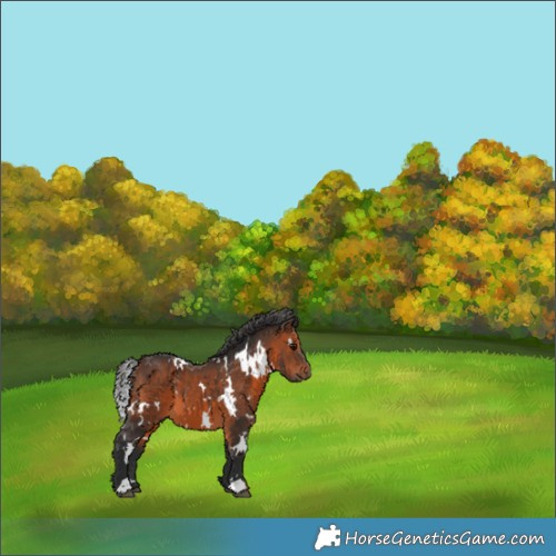 Horse Color:White Spotted Brown 