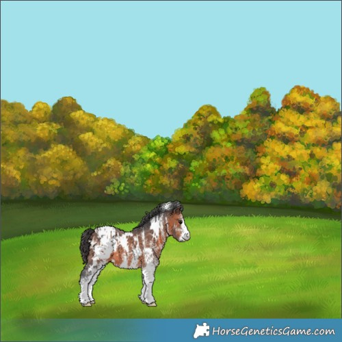 Horse Color:White Spotted Brown Appaloosa 