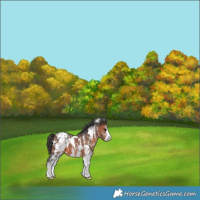 Horse Color:White Spotted Brown Appaloosa 