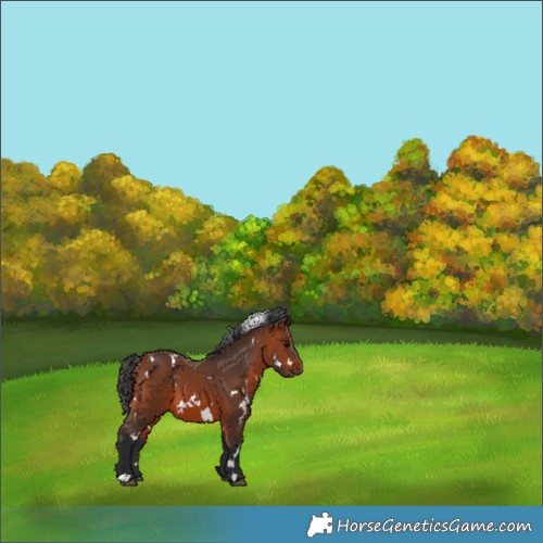 Horse Color:White Spotted Bay 