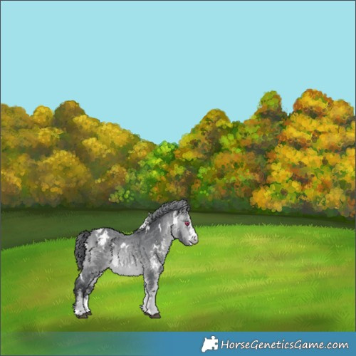 Horse Color:White Spotted Bay Chinchilla Appaloosa 