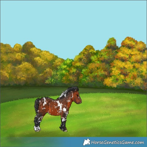Horse Color:White Spotted Brown 