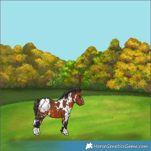 Horse Color:White Spotted Brown Appaloosa 