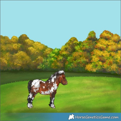 Horse Color:White Spotted Brown Appaloosa 