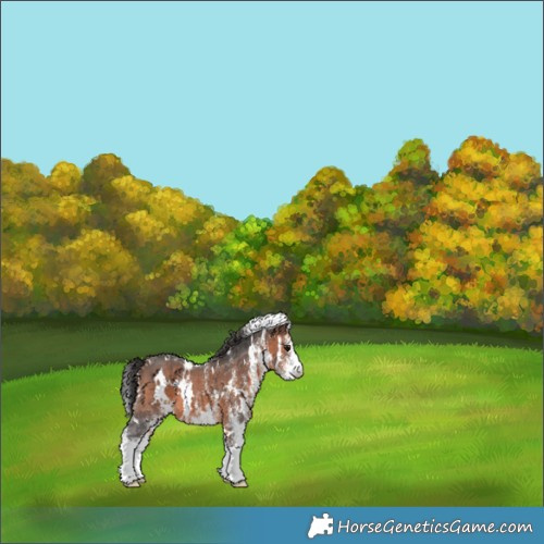Horse Color:White Spotted Brown 