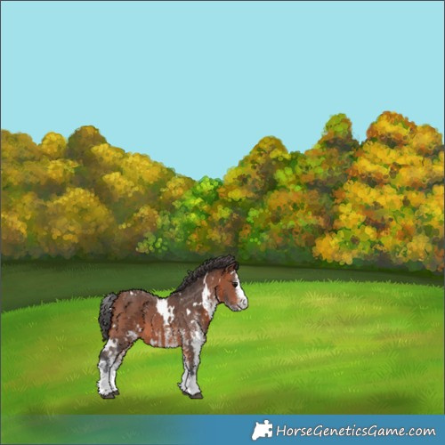 Horse Color:White Spotted Bay 