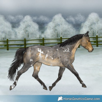 Horse Color:White Spotted Buckskin Roan 