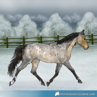 Horse Color:White Spotted Buckskin Roan 
