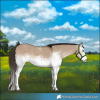 Horse Color:White Spotted Liver Red Dun Rabicano 
