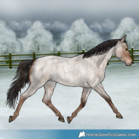 Horse Color:Liver Red Dun Roan Rabicano