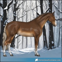 Horse Color:White Spotted Chocolate Palomino 