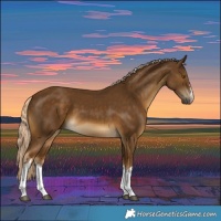 Horse Color:White Spotted Chocolate Palomino 