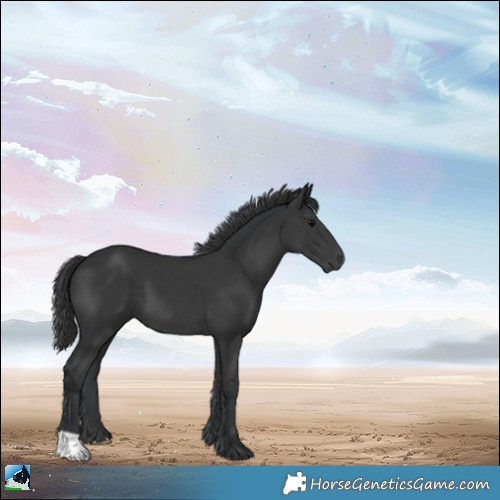 Horse Color:Black 