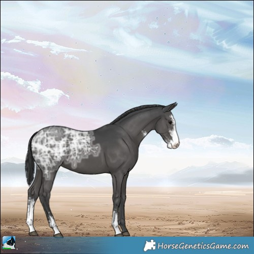 Horse Color:Black Ice Sabino 