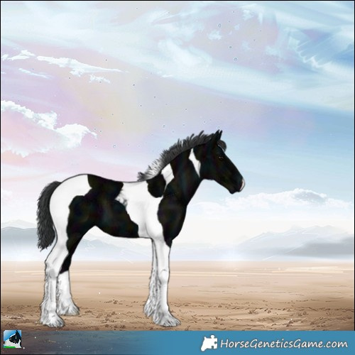 Horse Color:Midnight Black Ice Tobiano 