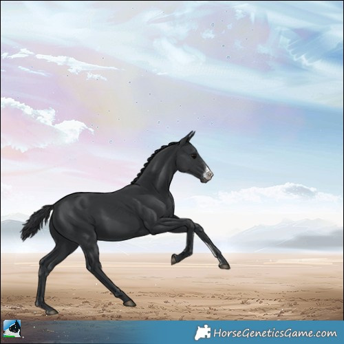 Horse Color:Black Sabino 