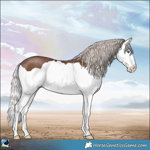 Horse Color:Silver Black Splash 
