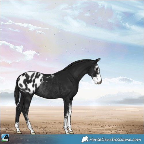 Horse Color:Gray Black Sabino Appaloosa Rabicano 