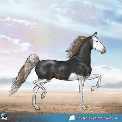 Horse Color:Gray Liver Chestnut Splash 